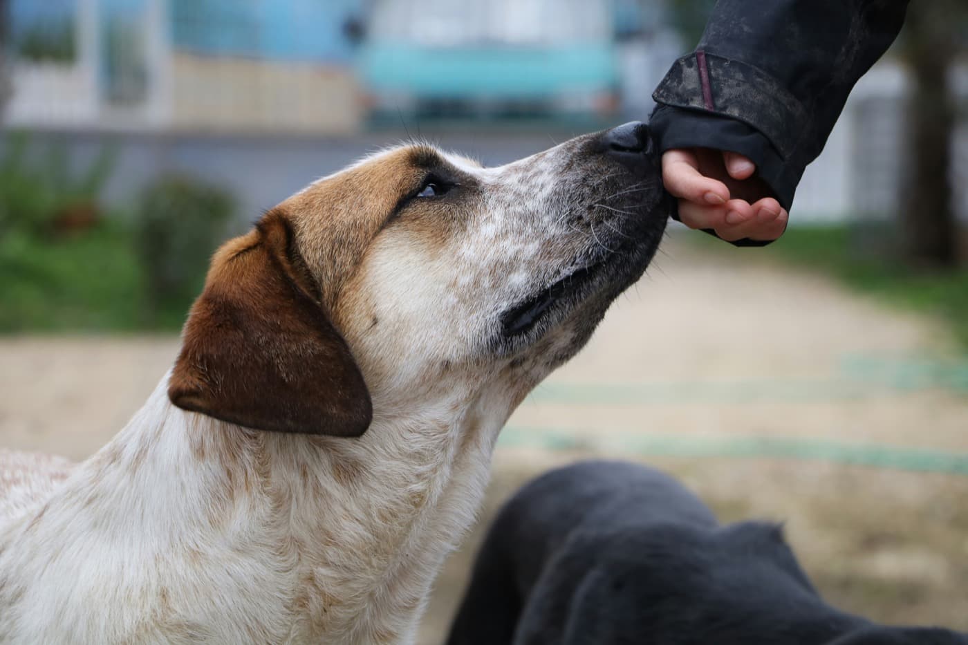 Hund stupst mit der Nase an eine ausgestreckte Hand