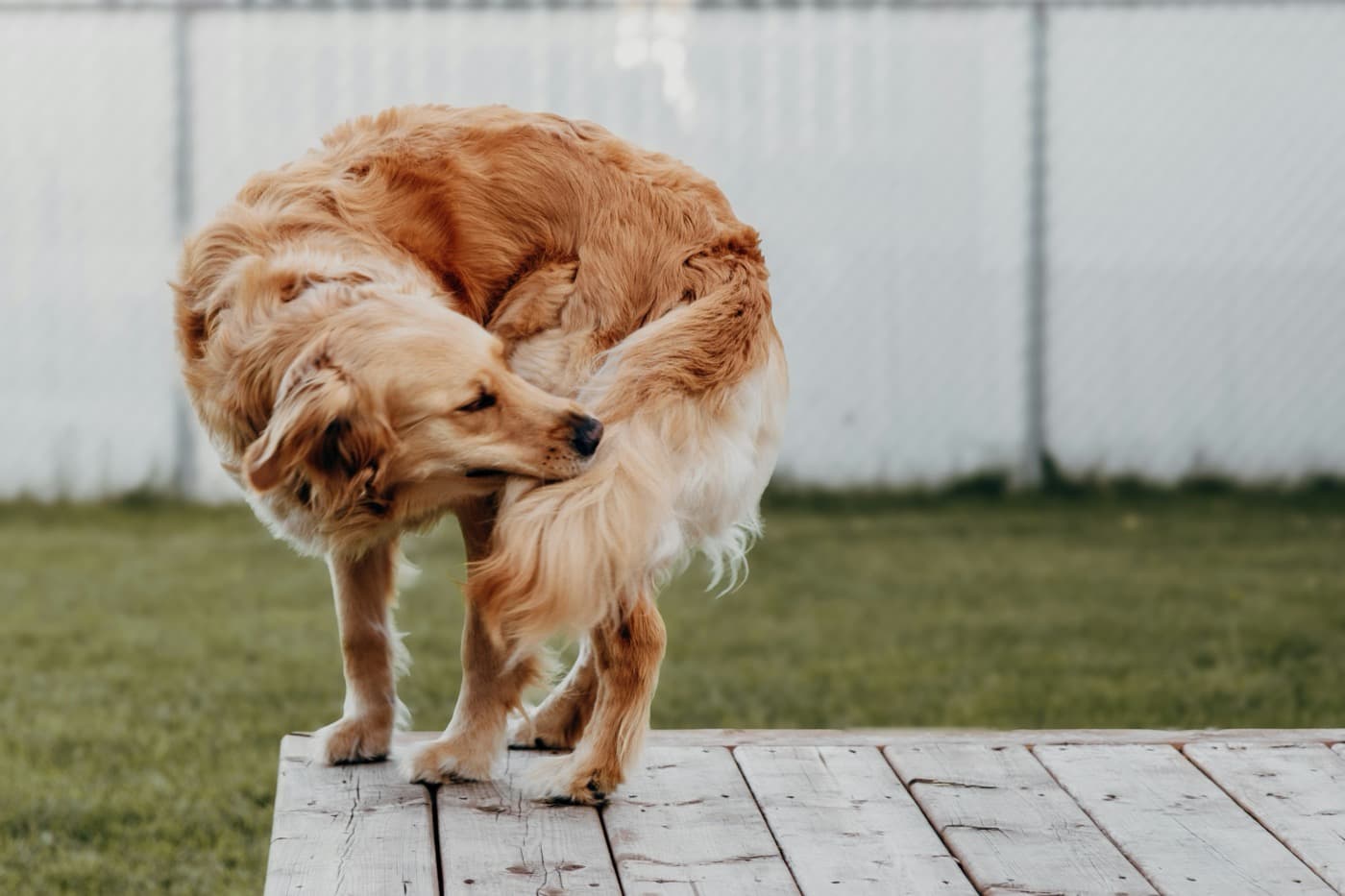 Langhaariger, goldbrauner Hund dreht sich auf einer Holzterrasse um und knabbert sich an der Flanke