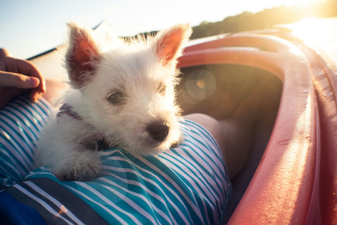 West-Highland-White-Terrier-Welpe liegt auf dem Schoß eines Menschen im Abendlicht