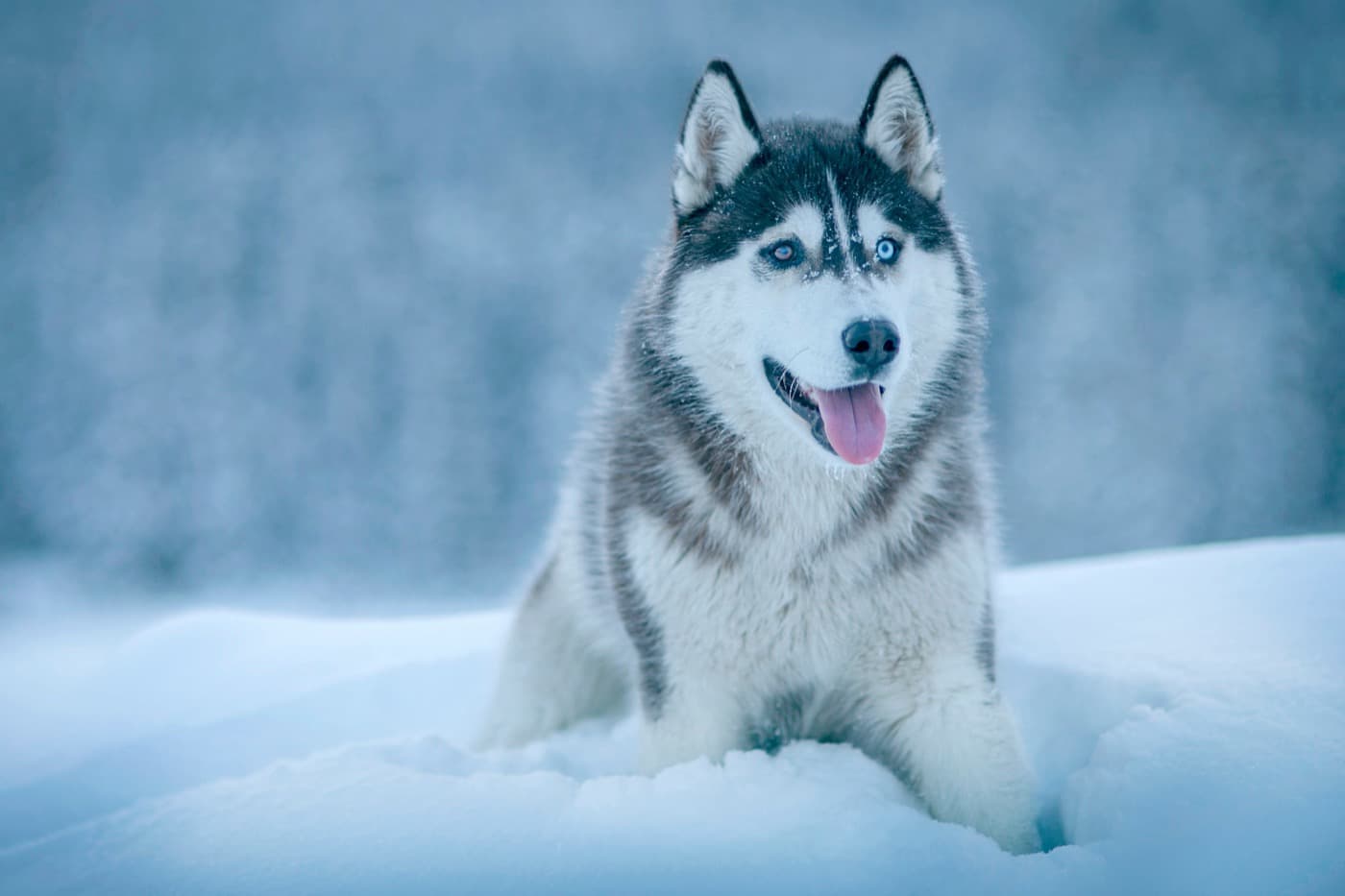 Siberian Husky mit blauen Augen steht im tiefen Schnee