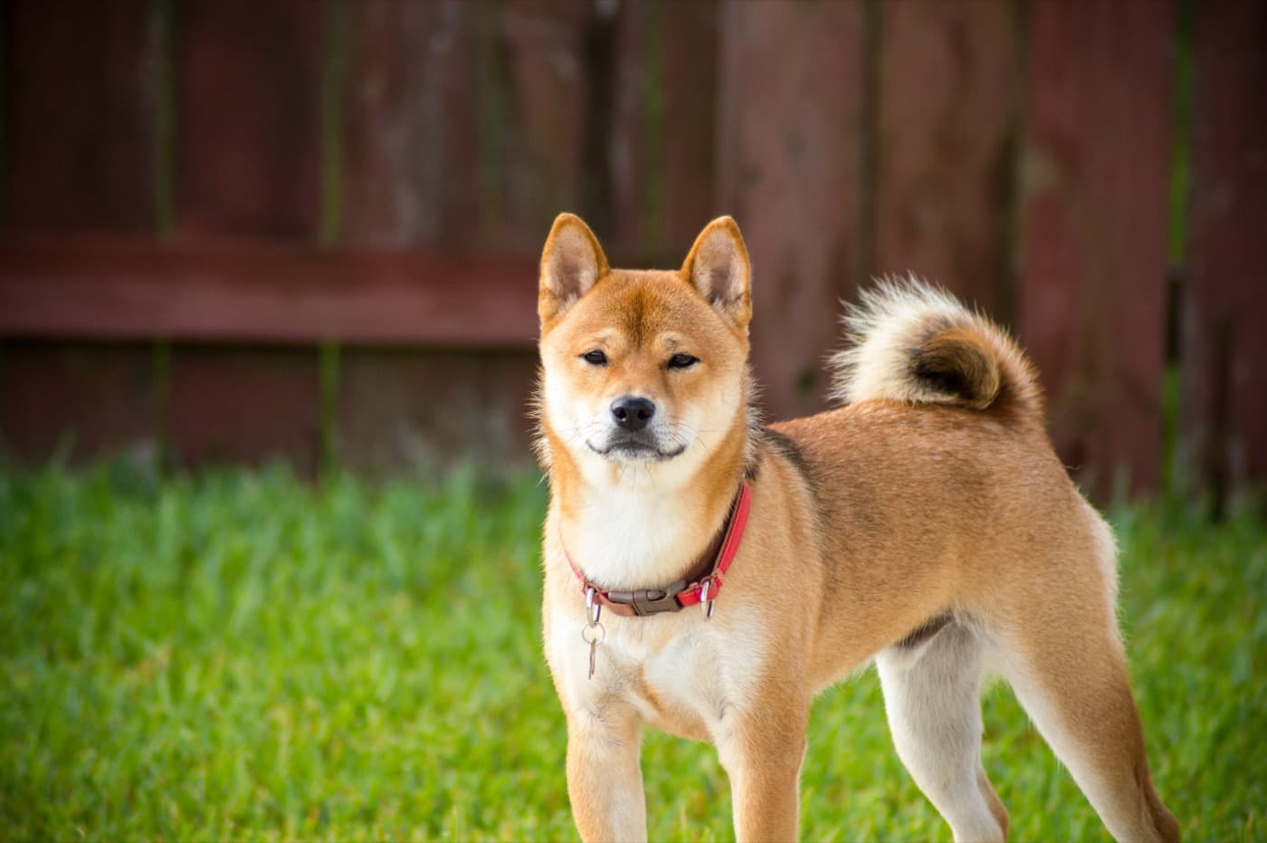 Roter Shiba mit Ringelrute und rotem Halsband steht vor einem Holzzaun im Gras
