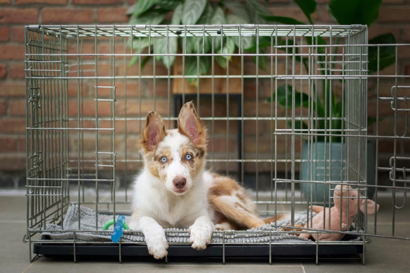 Ein braun-weißer Welpe mit hellblauen Augen liegt in einer offenen Hundebox aus Metallgitter, darin Decke, Kauring und Stofftier