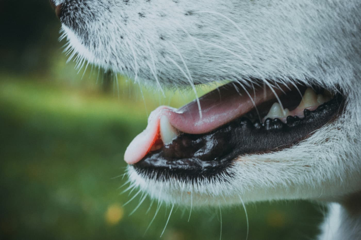 Seitliche Nahaufnahme der Schnauze eines hellen Hundes mit leicht geöffnetem Maul
